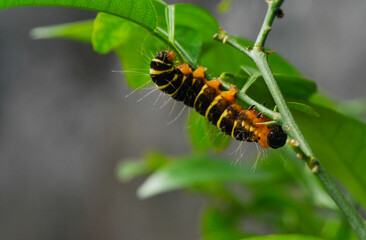 a yellow-brown and hairy caterpillar crawling on the branch of an orange tree