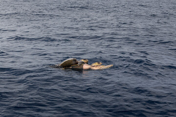 sea ​​turtles making love in the middle of the ocean
