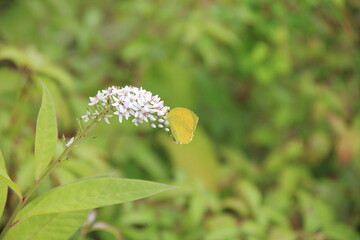 オカトラノオの蜜を吸う「キタキチョウ」
