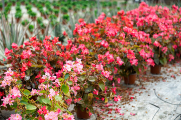 Fototapeta na wymiar Closeup view of different bloomy flowers begonia growing in modern greenhouse farm