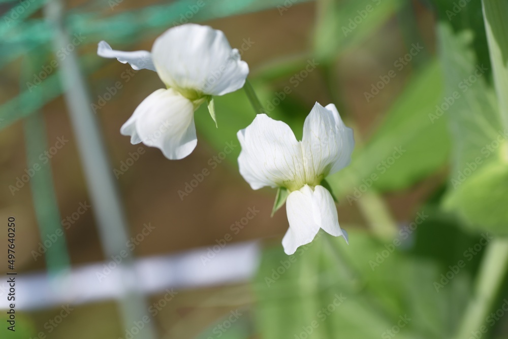 Poster Cultivation of peas in the vegetable garden. The cultivation method is to sow seeds in autumn and let the seedlings overwinter. It can be harvested about 20 days after the flowers bloom in April.