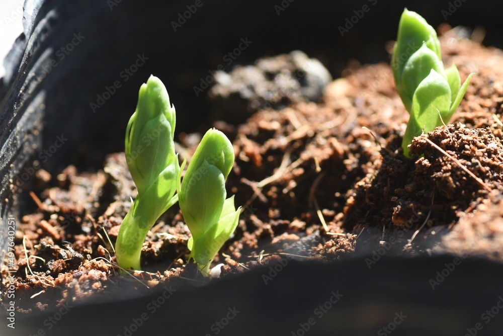 Canvas Prints Cultivation of peas in the vegetable garden. The cultivation method is to sow seeds in autumn and let the seedlings overwinter. It can be harvested about 20 days after the flowers bloom in April.