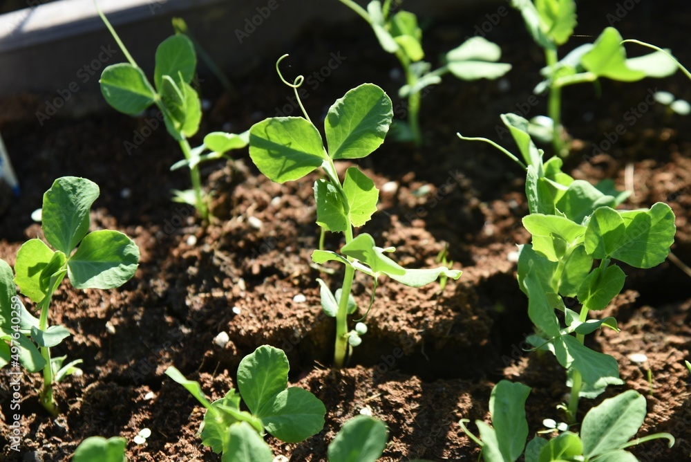 Poster cultivation of peas in the vegetable garden. the cultivation method is to sow seeds in autumn and le