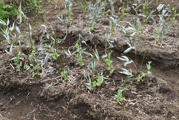 Cultivation of peas in the vegetable garden. The cultivation method is to sow seeds in autumn and let the seedlings overwinter. It can be harvested about 20 days after the flowers bloom in April.