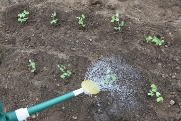 Cultivation of peas in the vegetable garden. The cultivation method is to sow seeds in autumn and let the seedlings overwinter. It can be harvested about 20 days after the flowers bloom in April.