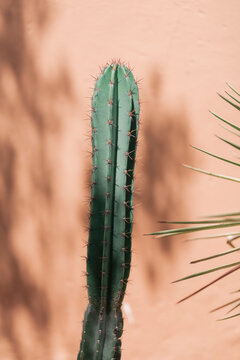 Cactus in front of a pastel pink wall