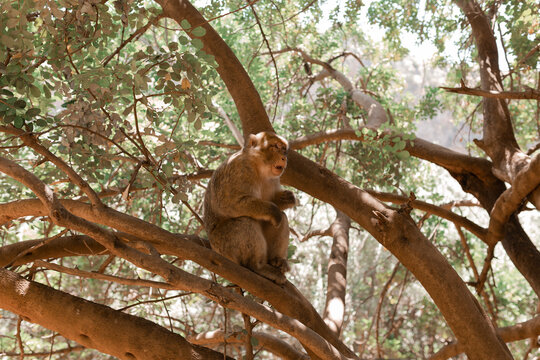 Monkey chilling on a tree
