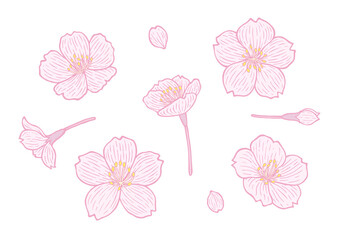 オシャレで優しい手描き桜のイラスト