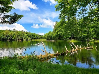 lake in the forest