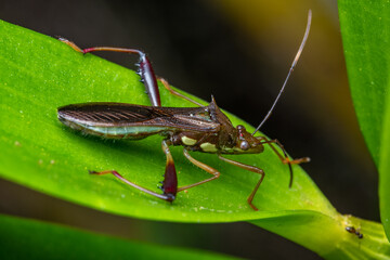 Assasing macro bug in the nature