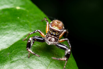 Jumping macro spider 