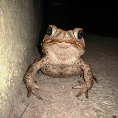 Bullfrog on the Floor at Night 