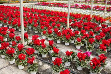 Fototapeta na wymiar Houseplants with red flowers cyclamen growing in pots in greenhouse, nobody