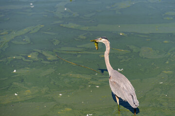 Great blue heron (Ardea cinerea) holds a fish in its beak. Great blue heron fishes in green blooming water.