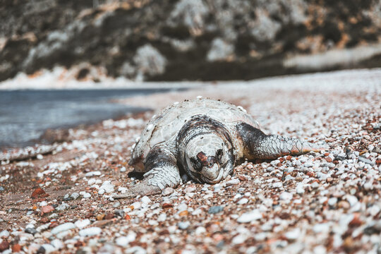 dead turtle on beach