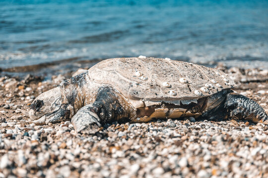 dead turtle with cut open shell