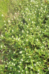Fototapeta na wymiar green background of gomphrena celosioides mart.