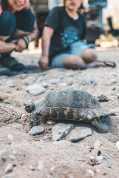 family watching turtle