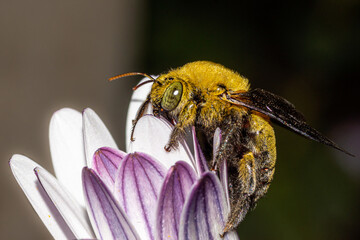 abeille