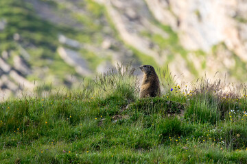 Alpine marmot (Marmota marmota) in green grass on the look-out near Grindelwald