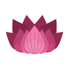 lotus flower nature
