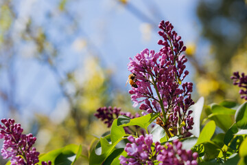 bee on a flower