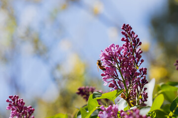 flowers in spring