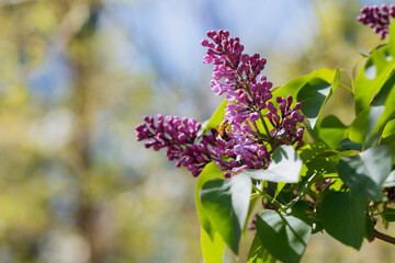 lilac flowers in the garden