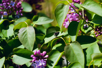 Spider On A Leaf