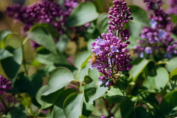 flowers in the garden