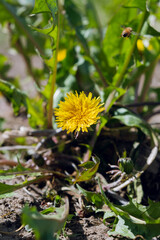 Dandelion In The Garden