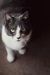 Gray and White Cat