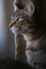 Tabby On A Chair