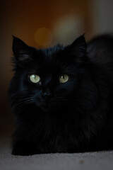 Portrait Of A Black Cat
