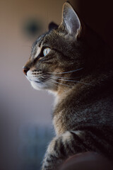Portrait Of A Cat On A Chair