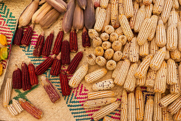 Variety of corncobs grouped on a mat in Oaxaca