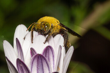 abeille