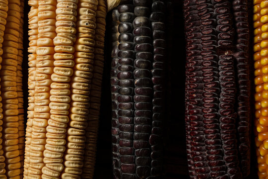closeup of darker corncobs  