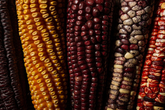 closeup of 5 corncobs of different colors 