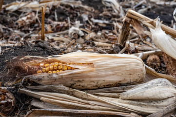 Corn cob missed during combining that was left in the field after harvesting.