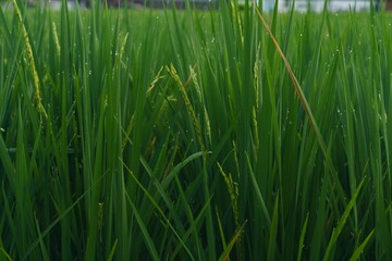 Rice field