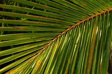 Fototapeta premium palm tree leaves