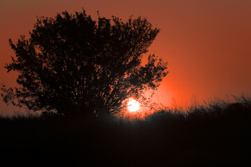 amanece