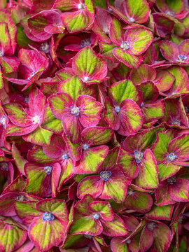 pink and green hydrangea