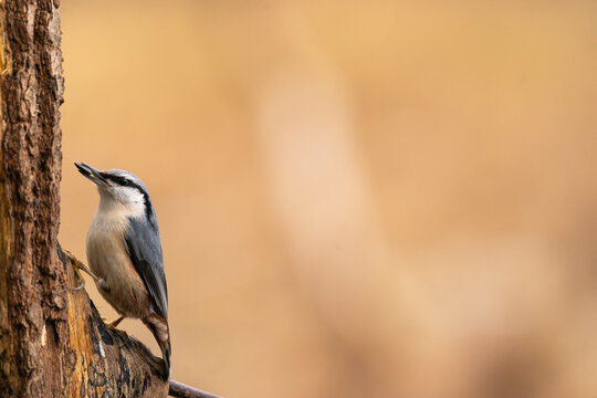 Beautiful Eurasian Nuthatch 
