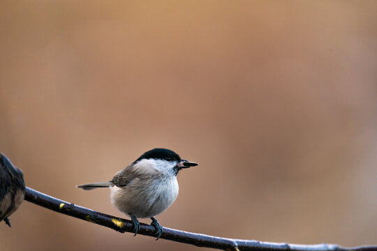 Marsh Tit Witn A Seed In Its Beak  