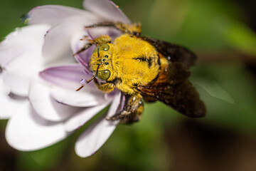abeille