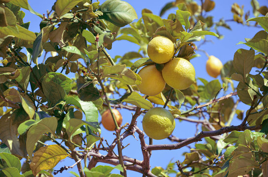 Lemon tree