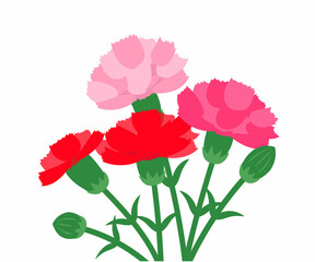 Obraz premium カーネーション イラスト
