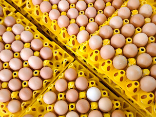 eggs 